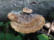 토끼털송편버섯 (Trametes trogii Berk.)