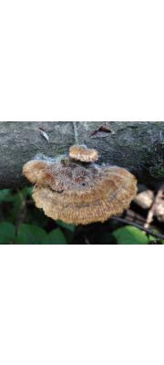 토끼털송편버섯 (Trametes trogii Berk.)