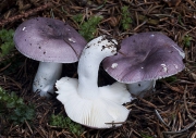 하늘색무당버섯 (Russula azurea Bres.)