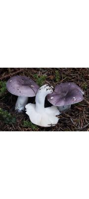 하늘색무당버섯 (Russula azurea Bres.)