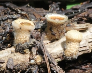 새둥지버섯 (Nidula niveotomentosa (Henn.) Lloyd > Nidularia niveotomentosa)