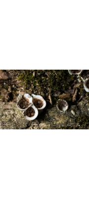 새둥지버섯 (Nidula niveotomentosa (Henn.) Lloyd > Nidularia niveotomentosa)