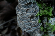 구름송편버섯(구름버섯) (Trametes versicolor (L.) Llyod > Coriolus versicolor (L.) Quél.)