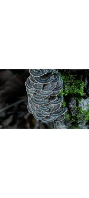 구름송편버섯(구름버섯) (Trametes versicolor (L.) Llyod > Coriolus versicolor (L.) Quél.)