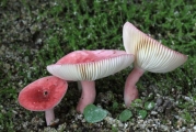 수원무당버섯 (Russula bella Hongo)