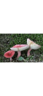수원무당버섯 (Russula bella Hongo)