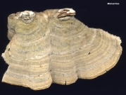 회색송편버섯(회색구름버섯) (Trametes villosa (Swartz) Kreisel  > Coriolus pinsitus (Fr.) Pat.)