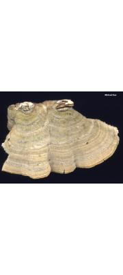 회색송편버섯(회색구름버섯) (Trametes villosa (Swartz) Kreisel  > Coriolus pinsitus (Fr.) Pat.)