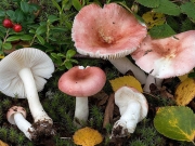 분홍색무당버섯 (Russula betularum Hora)