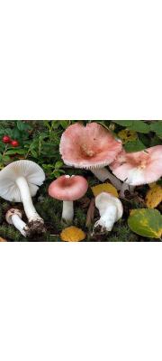 분홍색무당버섯 (Russula betularum Hora)