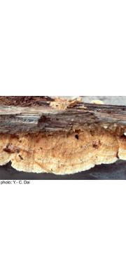 갈색살송편버섯 (Trametopsis cervina (Schw.) Tomsovsky)