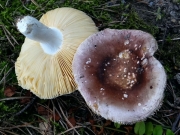황보라무당버섯 (Russula brunneoviolacea Crawshay)