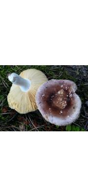 황보라무당버섯 (Russula brunneoviolacea Crawshay)