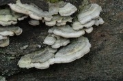 소나무옷솔버섯(옷솔버섯) (Trichaptum abietinum (Dicks.) Ryv. > Hirschioporus abietinus (Pers.) Donk)