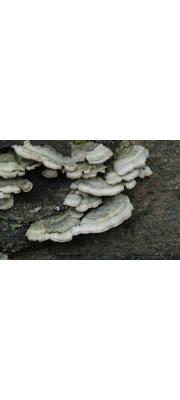 소나무옷솔버섯(옷솔버섯) (Trichaptum abietinum (Dicks.) Ryv. > Hirschioporus abietinus (Pers.) Donk)
