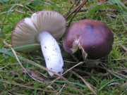 진보라무당버섯(청변무당버섯) (Russula caerulea Fr.)