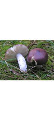 진보라무당버섯(청변무당버섯) (Russula caerulea Fr.)
