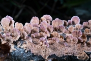테옷솔버섯(흰이옷솔버섯) (Trichaptum biforme (Fr.) Ryv. > Trichaptum elongatum)
