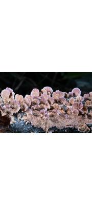 테옷솔버섯(흰이옷솔버섯) (Trichaptum biforme (Fr.) Ryv. > Trichaptum elongatum)