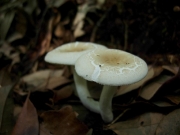 좀흰무당버섯 (Russula castanopsidis Hongo)