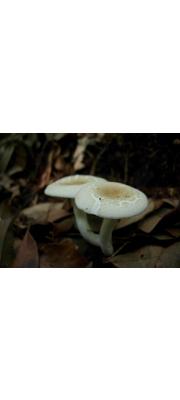 좀흰무당버섯 (Russula castanopsidis Hongo)