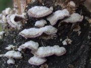 기와옷솔버섯 (Trichaptum fuscoviolaceum (Ehrenb.) Ryv.)