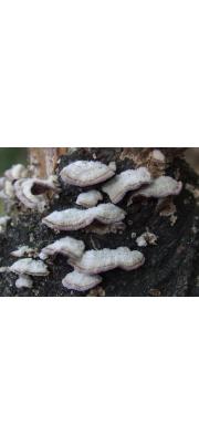기와옷솔버섯 (Trichaptum fuscoviolaceum (Ehrenb.) Ryv.)