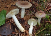 배불뚝이무당버섯 (Russula cavipes Britz.)