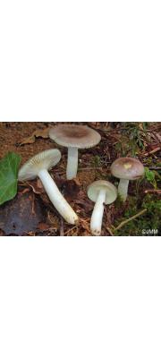 배불뚝이무당버섯 (Russula cavipes Britz.)