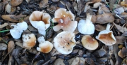 단심벚꽃버섯 (Hygrophorus arbustivus Fr.)