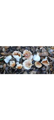 단심벚꽃버섯 (Hygrophorus arbustivus Fr.)