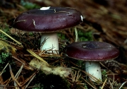 갈색무당버섯 (Russula cerolens Shaffer)