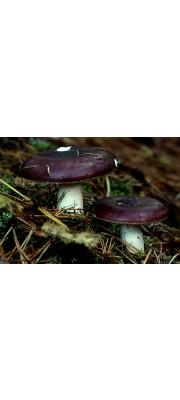 갈색무당버섯 (Russula cerolens Shaffer)