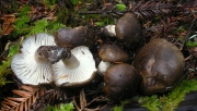 흑갈색벚꽃버섯(노란구름벚꽃버섯) (Hygrophorus camarophyllus (Alb. & Schw.) Dum., Grandj. & Mre.  > Hygrophorus caprinus (Scop.) Fr.)