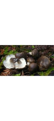 흑갈색벚꽃버섯(노란구름벚꽃버섯) (Hygrophorus camarophyllus (Alb. &amp; Schw.) Dum., Grandj. &amp; Mre.  > Hygrophorus caprinus (Scop.) Fr.)