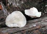 개떡버섯(젖색개떡버섯) (Tyromyces chioneus (Fr.) P. KarsTyromyces > Tyromyces albellus)