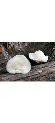 개떡버섯(젖색개떡버섯) (Tyromyces chioneus (Fr.) P. KarsTyromyces > Tyromyces albellus)