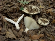푸른빛무당버섯(푸른무당버섯) (Russula chloroides (Krombh.) Bres.)