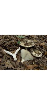 푸른빛무당버섯(푸른무당버섯) (Russula chloroides (Krombh.) Bres.)