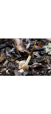 붉은머리뱀버섯(붉은머리말뚝버섯) (Mutinus borneensis Ces.  > Jansia borneensis (Ces.) Fisch.)