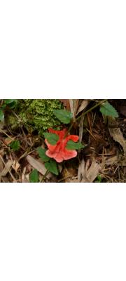 주황개떡버섯 (Tyromyces incarnatus Imaz.)
