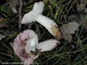 맑은무당버섯 (Russula clariana Heim ex Kuyp. & Vuure)