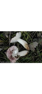 맑은무당버섯 (Russula clariana Heim ex Kuyp. &amp; Vuure)