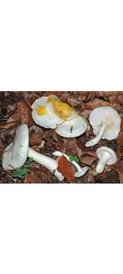 노란갓벚꽃버섯 (Hygrophorus chrysodon (Batsch) Fr.)