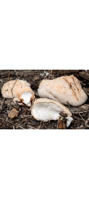 손등개떡버섯(찬손등버섯) (Tyromyces leucospongia (Cooke &amp; Harkn.) Bond. &amp; Sing. > Oligoporus leucospongia)