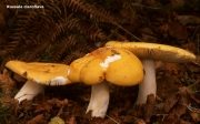 맑은노랑무당버섯 (Russula claroflava Grove)