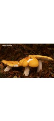 맑은노랑무당버섯 (Russula claroflava Grove)