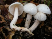 벚꽃버섯 (Hygrophorus eburneus (Bull.) Fr.)