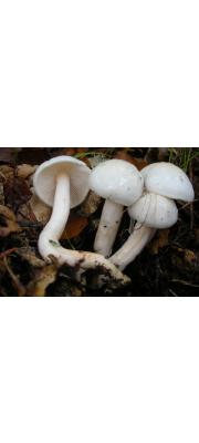 벚꽃버섯 (Hygrophorus eburneus (Bull.) Fr.)