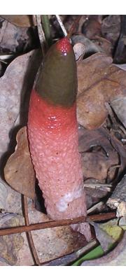 붉은뱀버섯 (Mutinus elegans (Mont.) Fisch.)